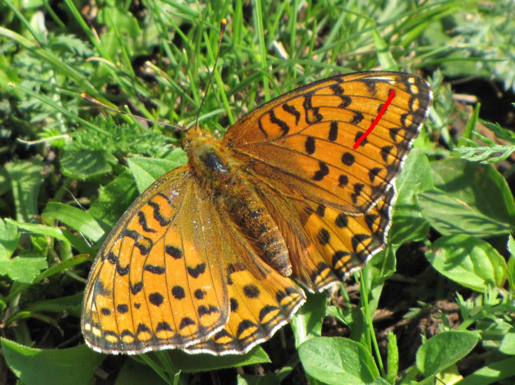 Argynnis aglaja? No, Argynnis (Fabriciana) niobe - Nymphalidae